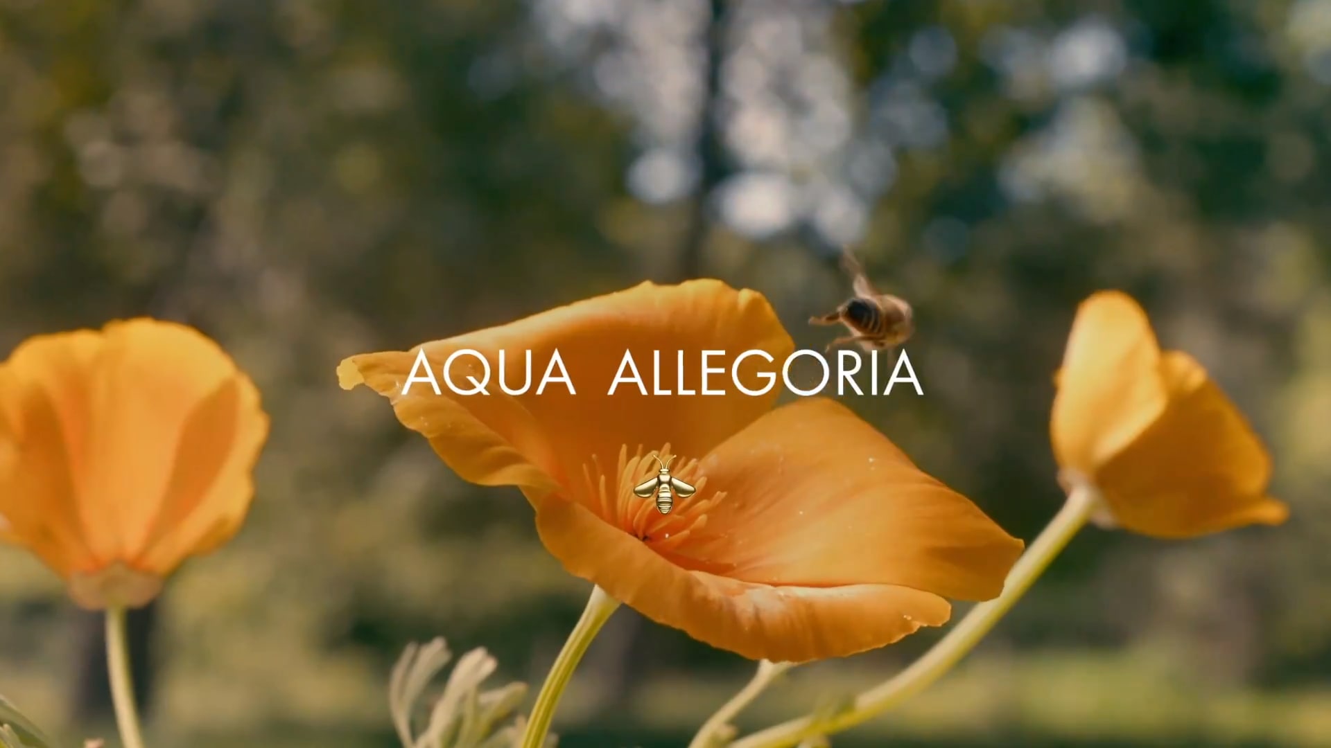 aqua allegoria orange soleia guerlain